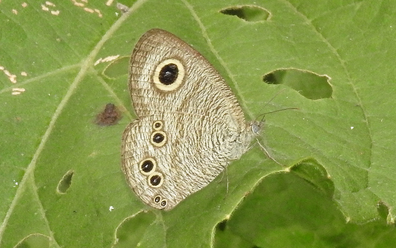Common Five-ring